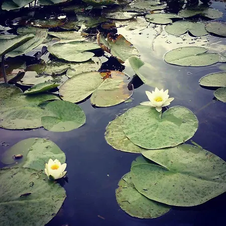 Pensiunea Scoika Steaguri