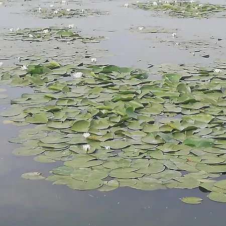 Pensiunea Scoika Steaguri 4*