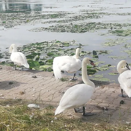 Pensiunea Scoika Steaguri Penzion Neptun